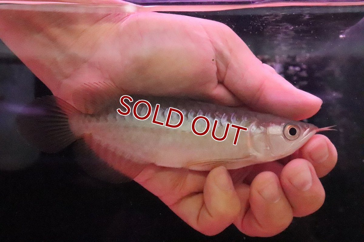 画像1: 【淡水魚】【通販】【20％OFF済生体】セレクト個体 証明書付き＆ステッカー付 ショートボディ 紅龍(エクストリームレッド)登録番号250-004124【個体販売】【アジアアロワナ】(±13cm)(大型魚)(生体)(熱帯魚)NKO (1)