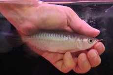 画像1: 【淡水魚】【通販】セレクト個体 証明書付き＆ステッカー付 ショートボディ 紅龍(エクストリームレッド)登録番号250-004124【個体販売】【アジアアロワナ】(±13cm)(大型魚)(生体)(熱帯魚)NKO (1)