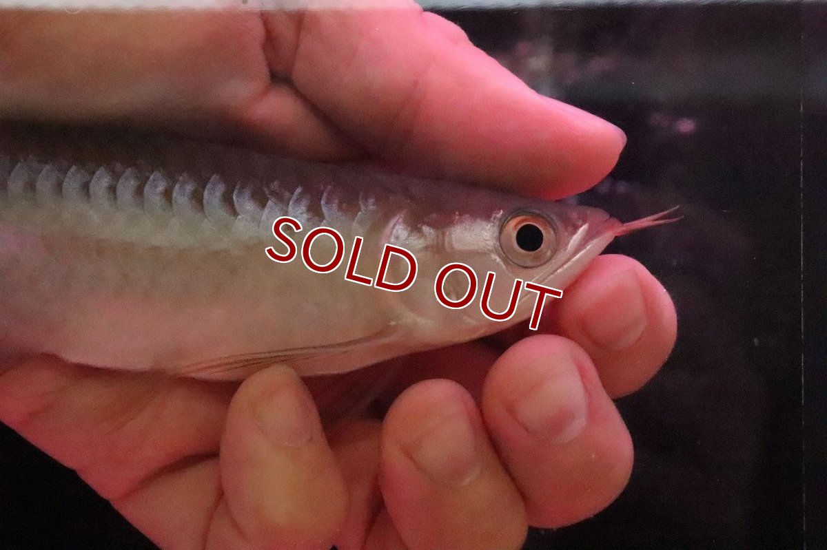 画像2: 【淡水魚】【通販】【20％OFF済生体】セレクト個体 証明書付き＆ステッカー付 ショートボディ 紅龍(エクストリームレッド)登録番号250-004124【個体販売】【アジアアロワナ】(±13cm)(大型魚)(生体)(熱帯魚)NKO (2)