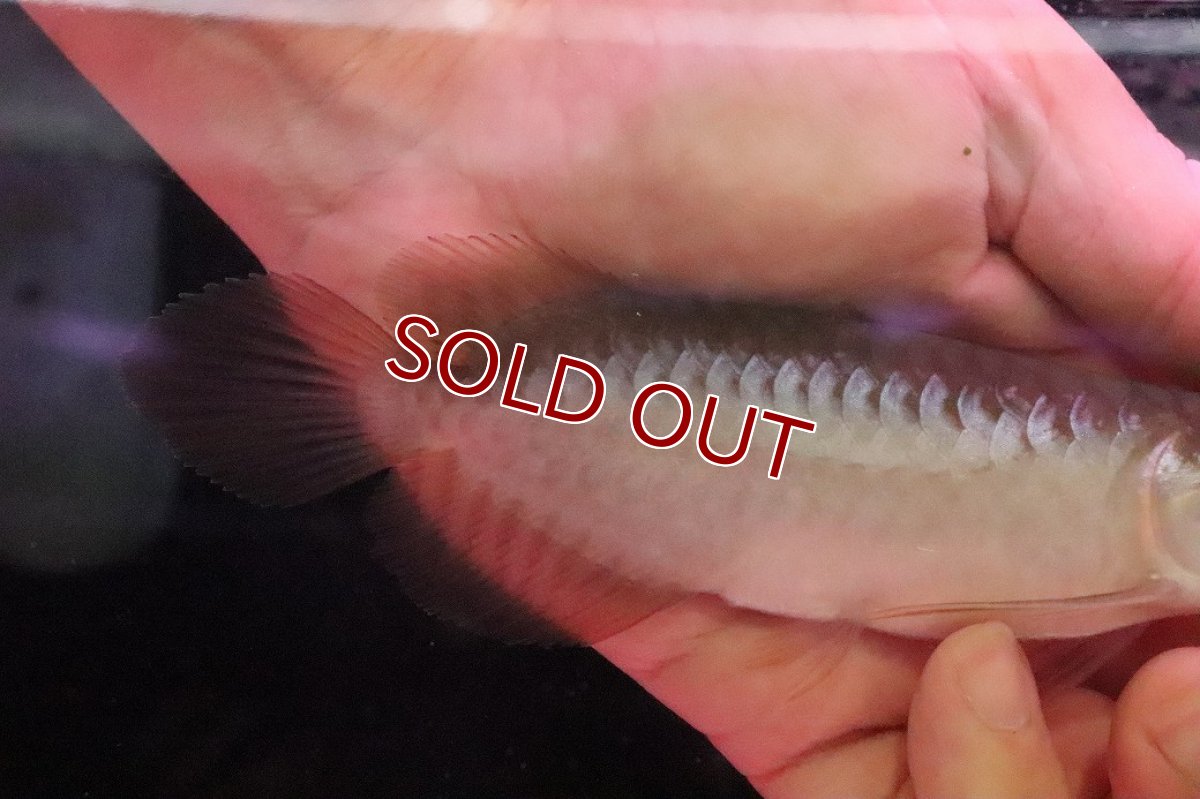 画像3: 【淡水魚】【通販】【20％OFF済生体】セレクト個体 証明書付き＆ステッカー付 ショートボディ 紅龍(エクストリームレッド)登録番号250-004124【個体販売】【アジアアロワナ】(±13cm)(大型魚)(生体)(熱帯魚)NKO (3)