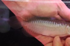画像3: 【淡水魚】【通販】セレクト個体 証明書付き＆ステッカー付 ショートボディ 紅龍(エクストリームレッド)登録番号250-004124【個体販売】【アジアアロワナ】(±13cm)(大型魚)(生体)(熱帯魚)NKO (3)