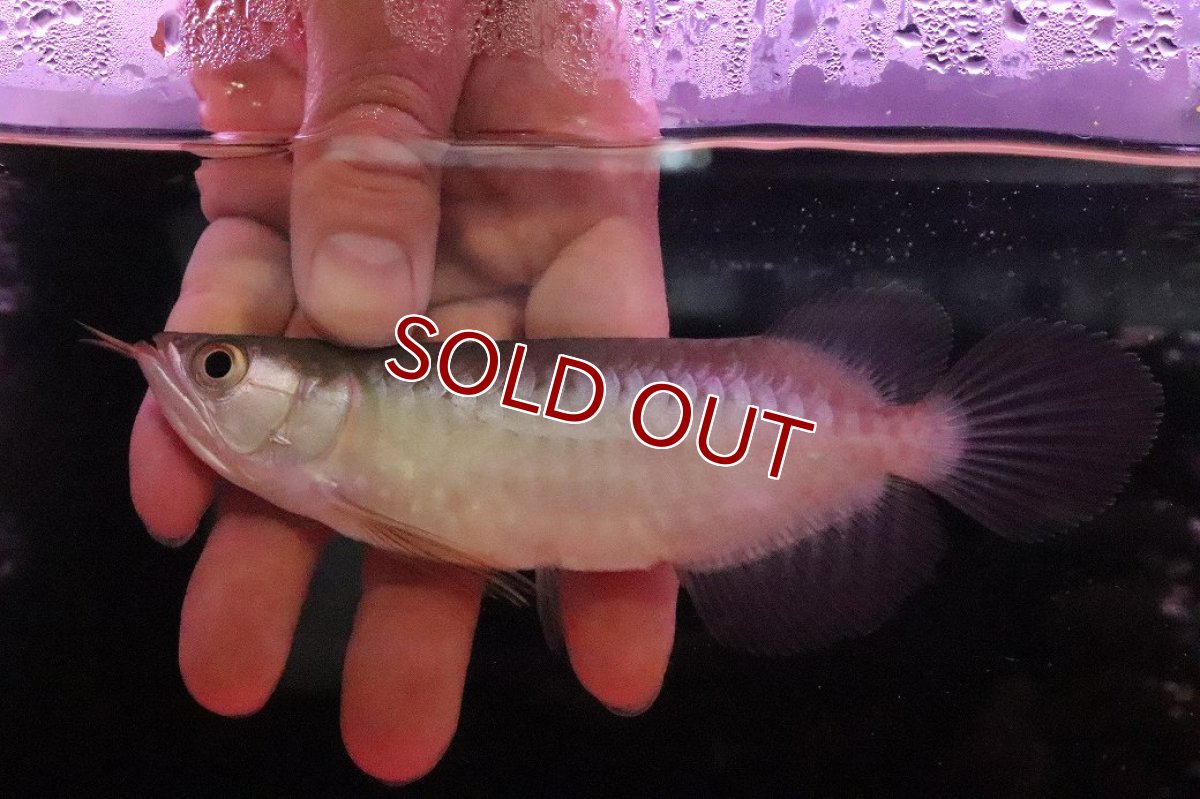 画像4: 【淡水魚】【通販】【20％OFF済生体】セレクト個体 証明書付き＆ステッカー付 ショートボディ 紅龍(エクストリームレッド)登録番号250-004124【個体販売】【アジアアロワナ】(±13cm)(大型魚)(生体)(熱帯魚)NKO (4)