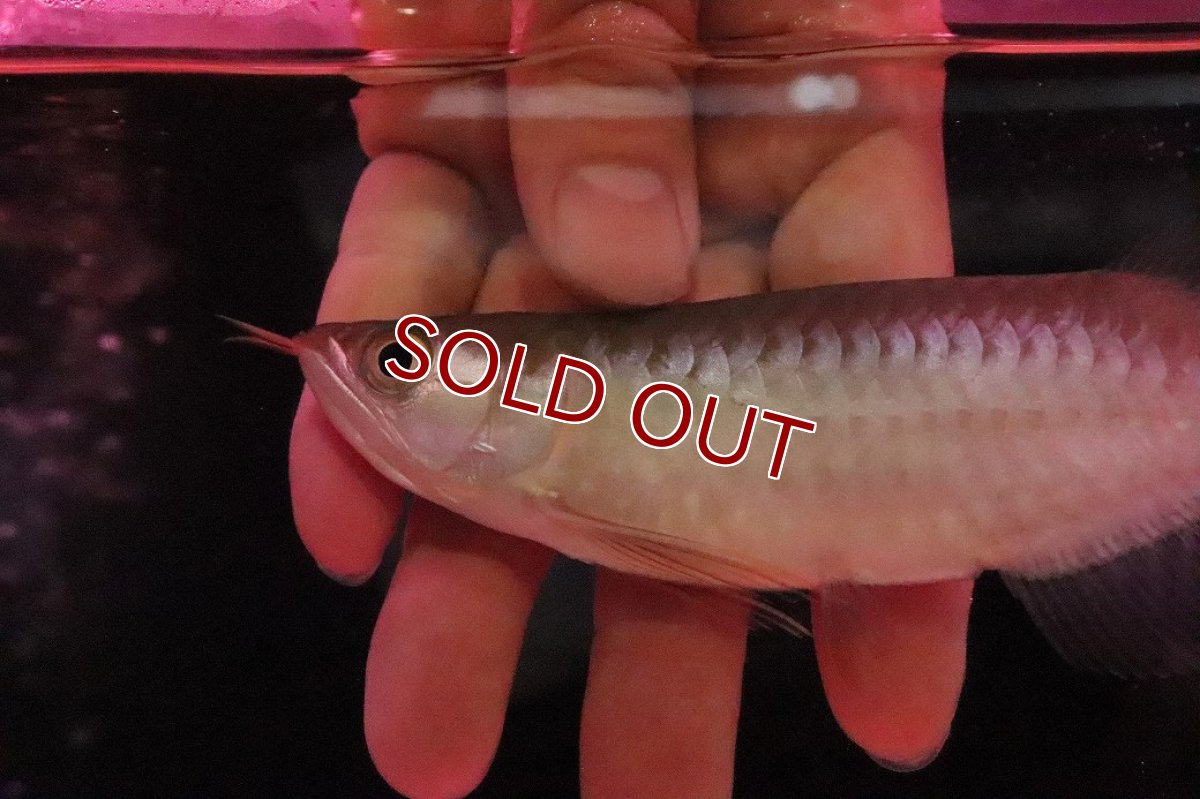 画像5: 【淡水魚】【通販】【20％OFF済生体】セレクト個体 証明書付き＆ステッカー付 ショートボディ 紅龍(エクストリームレッド)登録番号250-004124【個体販売】【アジアアロワナ】(±13cm)(大型魚)(生体)(熱帯魚)NKO (5)