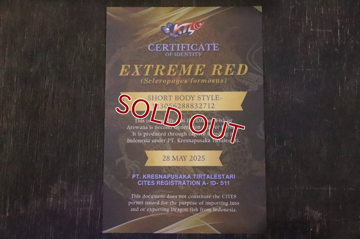画像7: 【淡水魚】【通販】【20％OFF済生体】セレクト個体 証明書付き＆ステッカー付 ショートボディ 紅龍(エクストリームレッド)登録番号250-004124【個体販売】【アジアアロワナ】(±13cm)(大型魚)(生体)(熱帯魚)NKO (7)