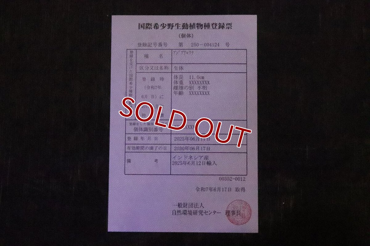 画像8: 【淡水魚】【通販】【20％OFF済生体】セレクト個体 証明書付き＆ステッカー付 ショートボディ 紅龍(エクストリームレッド)登録番号250-004124【個体販売】【アジアアロワナ】(±13cm)(大型魚)(生体)(熱帯魚)NKO (8)