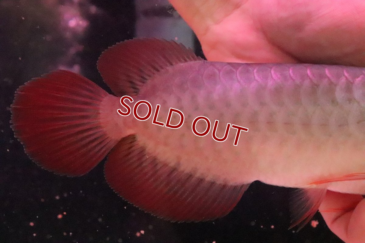 画像3: 【淡水魚】【通販】【20％OFF済生体】セレクト個体 証明書付き＆ステッカー付 SUMO STYLE 紅龍(エクストリームレッド)登録番号250-004133【個体販売】【アジアアロワナ】(±21cm)(大型魚)(生体)(熱帯魚)NKO (3)