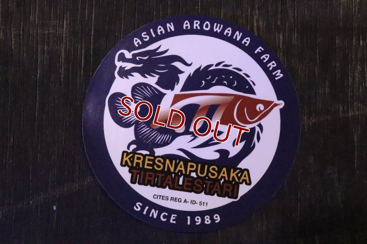 画像9: 【淡水魚】【通販】【20％OFF済生体】セレクト個体 証明書付き＆ステッカー付 SUMO STYLE 紅龍(エクストリームレッド)登録番号250-004133【個体販売】【アジアアロワナ】(±21cm)(大型魚)(生体)(熱帯魚)NKO (9)