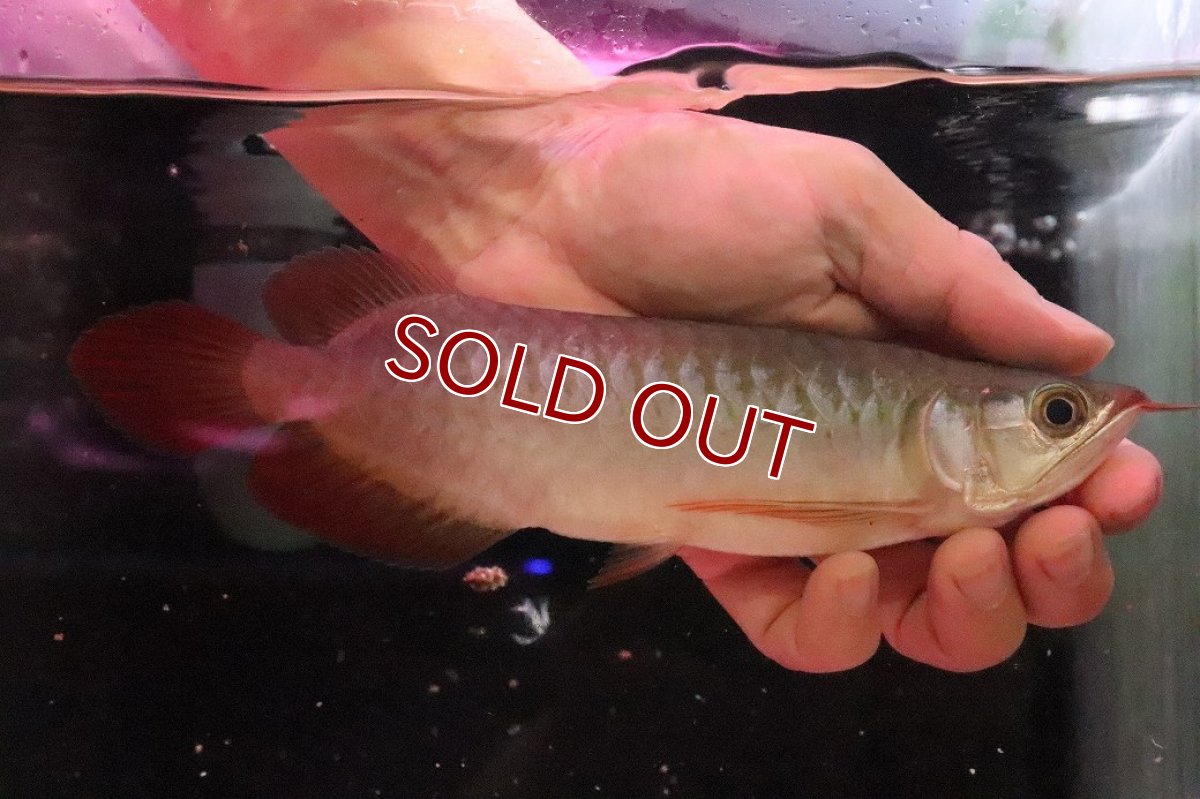 画像1: 【10%OFF対象商品30周年セール】【淡水魚】【通販】【20％OFF済生体】セレクト個体 証明書付き＆ステッカー付 SUMO STYLE 紅龍(エクストリームレッド)登録番号250-004129【個体販売】【アジアアロワナ】(±19cm)(大型魚)(生体)(熱帯魚)NKO (1)