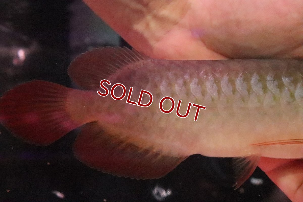 画像3: 【10%OFF対象商品30周年セール】【淡水魚】【通販】【20％OFF済生体】セレクト個体 証明書付き＆ステッカー付 SUMO STYLE 紅龍(エクストリームレッド)登録番号250-004129【個体販売】【アジアアロワナ】(±19cm)(大型魚)(生体)(熱帯魚)NKO (3)