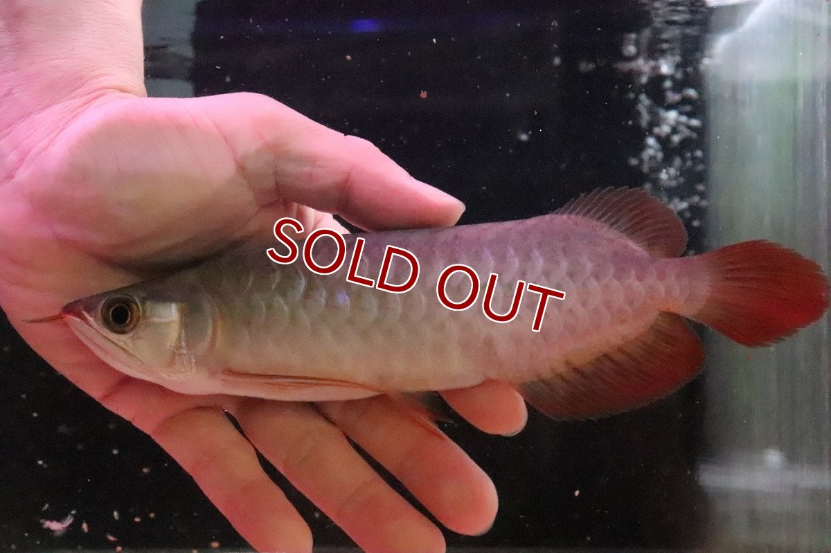 画像4: 【10%OFF対象商品30周年セール】【淡水魚】【通販】【20％OFF済生体】セレクト個体 証明書付き＆ステッカー付 SUMO STYLE 紅龍(エクストリームレッド)登録番号250-004129【個体販売】【アジアアロワナ】(±19cm)(大型魚)(生体)(熱帯魚)NKO (4)