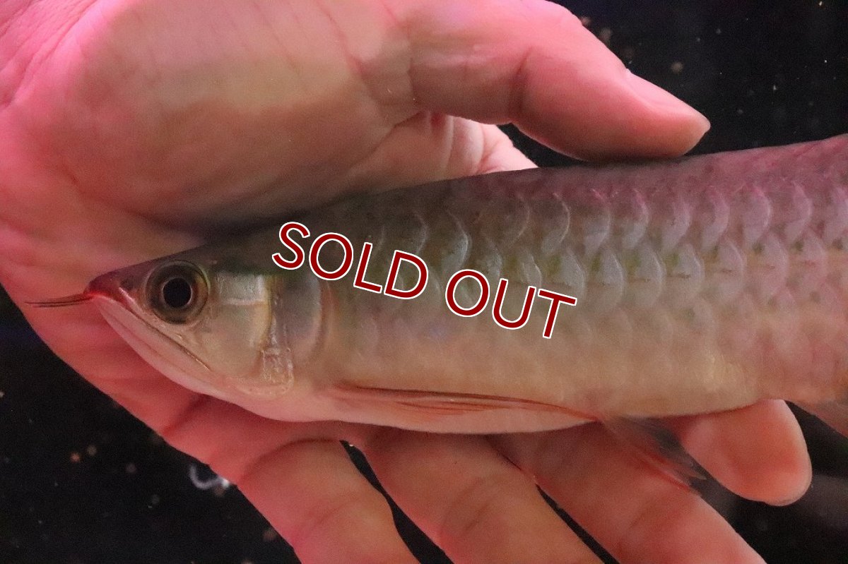 画像5: 【10%OFF対象商品30周年セール】【淡水魚】【通販】【20％OFF済生体】セレクト個体 証明書付き＆ステッカー付 SUMO STYLE 紅龍(エクストリームレッド)登録番号250-004129【個体販売】【アジアアロワナ】(±19cm)(大型魚)(生体)(熱帯魚)NKO (5)