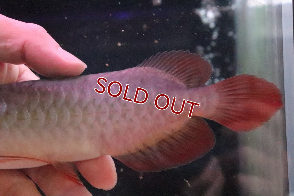 画像6: 【10%OFF対象商品30周年セール】【淡水魚】【通販】【20％OFF済生体】セレクト個体 証明書付き＆ステッカー付 SUMO STYLE 紅龍(エクストリームレッド)登録番号250-004129【個体販売】【アジアアロワナ】(±19cm)(大型魚)(生体)(熱帯魚)NKO (6)