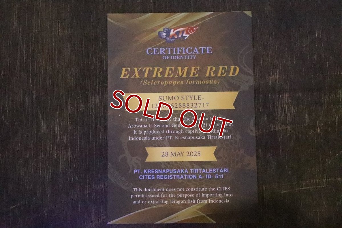 画像7: 【10%OFF対象商品30周年セール】【淡水魚】【通販】【20％OFF済生体】セレクト個体 証明書付き＆ステッカー付 SUMO STYLE 紅龍(エクストリームレッド)登録番号250-004129【個体販売】【アジアアロワナ】(±19cm)(大型魚)(生体)(熱帯魚)NKO (7)