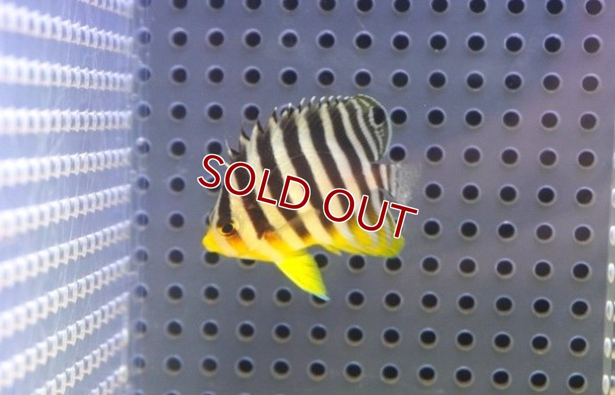 画像1: 【10％OFFクーポン対象個体】【海水魚・ヤッコ】【通販】人工飼料OK♪シマヤッコ（Sサイズ）(個体販売）（±4cm）No.1（生体）(海水魚) (1)