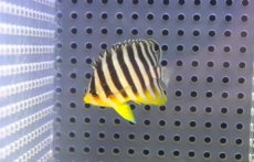 画像1: 【10％OFFクーポン対象個体】【海水魚・ヤッコ】【通販】人工飼料OK♪シマヤッコ（Sサイズ）(個体販売）（±4cm）No.1（生体）(海水魚) (1)
