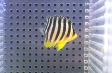 画像2: 【10％OFFクーポン対象個体】【海水魚・ヤッコ】【通販】人工飼料OK♪シマヤッコ（Sサイズ）(個体販売）（±4cm）No.1（生体）(海水魚) (2)