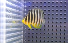 画像1: 【10％OFFクーポン対象個体】【海水魚・ヤッコ】【通販】人工飼料OK♪シマヤッコ（Sサイズ）(個体販売）（±4.5cm）No.2（生体）(海水魚) (1)