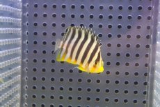 画像2: 【10％OFFクーポン対象個体】【海水魚・ヤッコ】【通販】人工飼料OK♪シマヤッコ（Sサイズ）(個体販売）（±4.5cm）No.2（生体）(海水魚) (2)