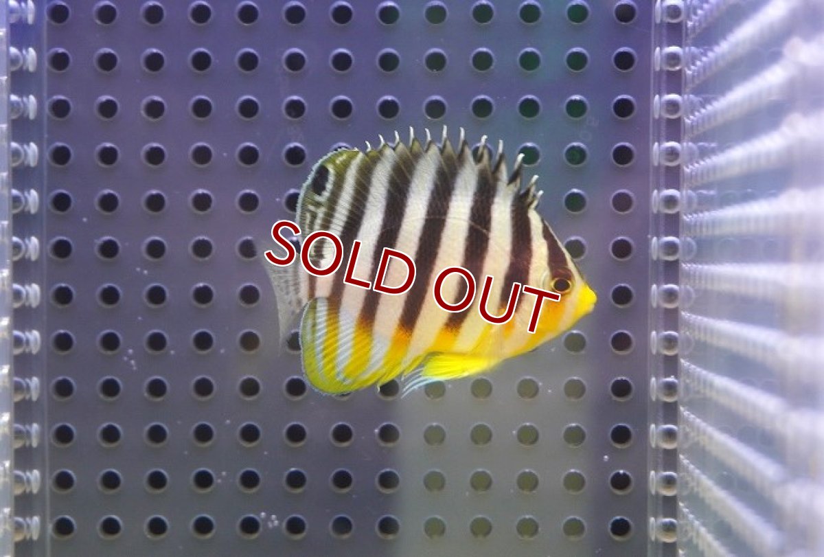 画像1: 【10％OFFクーポン対象個体】【海水魚・ヤッコ】【通販】人工飼料OK♪シマヤッコ（SMサイズ)(個体販売）（±5cm）No.3（生体）(海水魚) (1)