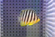 画像1: 【10％OFFクーポン対象個体】【海水魚・ヤッコ】【通販】人工飼料OK♪シマヤッコ（SMサイズ)(個体販売）（±5cm）No.3（生体）(海水魚) (1)