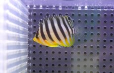 画像2: 【10％OFFクーポン対象個体】【海水魚・ヤッコ】【通販】人工飼料OK♪シマヤッコ（SMサイズ)(個体販売）（±5cm）No.3（生体）(海水魚) (2)