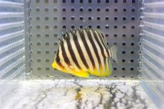 画像1: 【10％OFFクーポン対象個体】【海水魚・ヤッコ】【通販】状態良好♪シマヤッコ（SMサイズ)(個体販売）（±5.5cm）No.4（生体）(海水魚) (1)