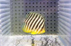 画像2: 【10％OFFクーポン対象個体】【海水魚・ヤッコ】【通販】状態良好♪シマヤッコ（SMサイズ)(個体販売）（±5.5cm）No.4（生体）(海水魚) (2)