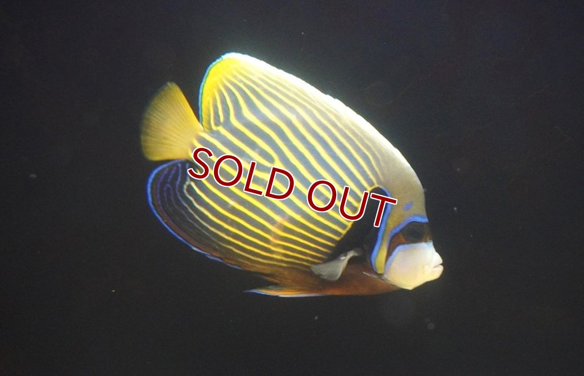 画像1: 【10％OFFクーポン対象個体】【海水魚・ヤッコ】【通販】人工飼料OK♪タテジマキンチャクダイ（MLサイズ）(個体販売）（±16cm）No.3（生体）(海水魚) (1)
