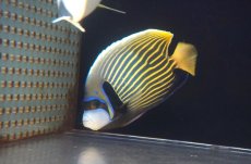 画像2: 【10％OFFクーポン対象個体】【海水魚・ヤッコ】【通販】人工飼料OK♪タテジマキンチャクダイ（MLサイズ）(個体販売）（±16cm）No.3（生体）(海水魚) (2)