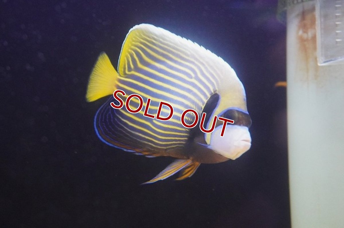 画像1: 【10％OFFクーポン対象個体】【海水魚・ヤッコ】【通販】人工飼料OK♪タテジマキンチャクダイ（MLサイズ）(個体販売）（±15cm）No.4（生体）(海水魚) (1)