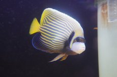 画像1: 【10％OFFクーポン対象個体】【海水魚・ヤッコ】【通販】人工飼料OK♪タテジマキンチャクダイ（MLサイズ）(個体販売）（±15cm）No.4（生体）(海水魚) (1)