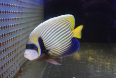 画像2: 【10％OFFクーポン対象個体】【海水魚・ヤッコ】【通販】人工飼料OK♪タテジマキンチャクダイ（MLサイズ）(個体販売）（±15cm）No.4（生体）(海水魚) (2)