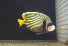 画像1: 【10％OFFクーポン対象個体】【海水魚・ヤッコ】【通販】人工飼料OK♪タテジマキンチャクダイ（MLサイズ）(個体販売）（±15cm）No.5（生体）(海水魚) (1)