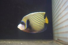 画像2: 【10％OFFクーポン対象個体】【海水魚・ヤッコ】【通販】人工飼料OK♪タテジマキンチャクダイ（MLサイズ）(個体販売）（±15cm）No.5（生体）(海水魚) (2)