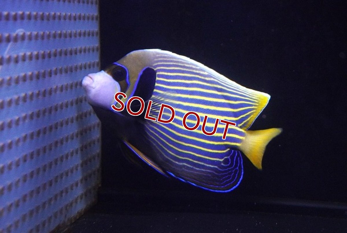 画像1: 【10％OFFクーポン対象個体】【海水魚・ヤッコ】【通販】人工飼料OK♪タテジマキンチャクダイ（MLサイズ）(個体販売）（±16cm）No.6（生体）(海水魚) (1)