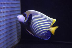 画像1: 【10％OFFクーポン対象個体】【海水魚・ヤッコ】【通販】人工飼料OK♪タテジマキンチャクダイ（MLサイズ）(個体販売）（±16cm）No.6（生体）(海水魚) (1)