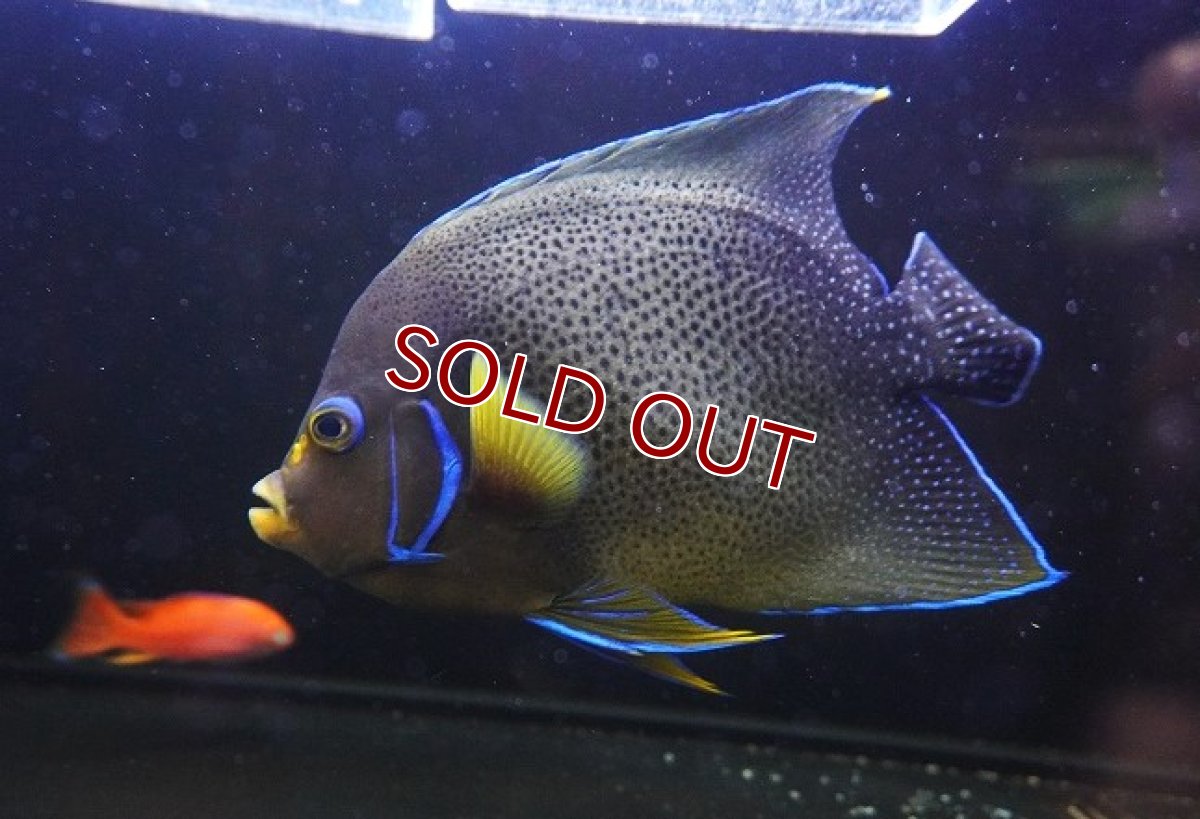 画像1: 【10％OFFクーポン対象個体】【海水魚・ヤッコ】【通販】人工飼料OK♪サザナミヤッコ（Lサイズ）(個体販売）（±20cm）No.1（生体）(海水魚) (1)