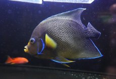 画像1: 【10％OFFクーポン対象個体】【海水魚・ヤッコ】【通販】人工飼料OK♪サザナミヤッコ（Lサイズ）(個体販売）（±20cm）No.1（生体）(海水魚) (1)