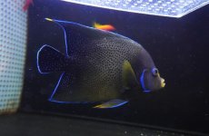 画像2: 【10％OFFクーポン対象個体】【海水魚・ヤッコ】【通販】人工飼料OK♪サザナミヤッコ（Lサイズ）(個体販売）（±20cm）No.1（生体）(海水魚) (2)