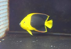 画像1: 【海水魚・ヤッコ】【通販】人工飼料OK♪ロックビューティー（MLサイズ)(個体販売）（±12cm）No.1（生体）(海水魚) (1)