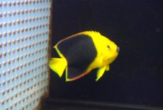 画像2: 【海水魚・ヤッコ】【通販】人工飼料OK♪ロックビューティー（MLサイズ)(個体販売）（±12cm）No.1（生体）(海水魚) (2)