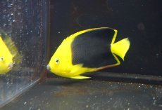 画像1: 【海水魚・ヤッコ】【通販】人工飼料OK♪ロックビューティー（MLサイズ)(個体販売）（±12cm）No.3（生体）(海水魚) (1)