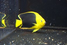 画像2: 【海水魚・ヤッコ】【通販】人工飼料OK♪ロックビューティー（MLサイズ)(個体販売）（±12cm）No.3（生体）(海水魚) (2)