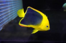 画像1: 【海水魚・ヤッコ】【通販】人工飼料OK♪ロックビューティー（Mサイズ)(個体販売）（±10.5cm）No.4（生体）(海水魚) (1)