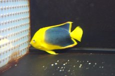 画像2: 【海水魚・ヤッコ】【通販】人工飼料OK♪ロックビューティー（Mサイズ)(個体販売）（±10.5cm）No.4（生体）(海水魚) (2)