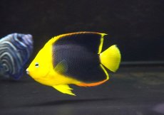 画像1: 【海水魚・ヤッコ】【通販】人工飼料OK♪ロックビューティー（Mサイズ)(個体販売）（±10.5cm）No.5（生体）(海水魚) (1)