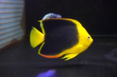 画像2: 【海水魚・ヤッコ】【通販】人工飼料OK♪ロックビューティー（Mサイズ)(個体販売）（±10.5cm）No.5（生体）(海水魚) (2)