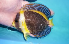 画像1: 【海水魚・ヤッコ】【通販】人工飼料OK♪スクリブルドエンゼル（Mサイズ）(個体販売）（±13cm）（生体）(海水魚) (1)