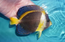 画像2: 【海水魚・ヤッコ】【通販】人工飼料OK♪スクリブルドエンゼル（Mサイズ）(個体販売）（±13cm）（生体）(海水魚) (2)