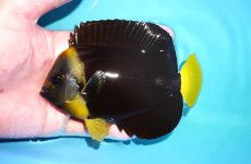 画像1: 【海水魚・ヤッコ】【通販】人工飼料OK♪パソニファー（Mサイズ）(個体販売）（±13cm）No.1（生体）(海水魚) (1)